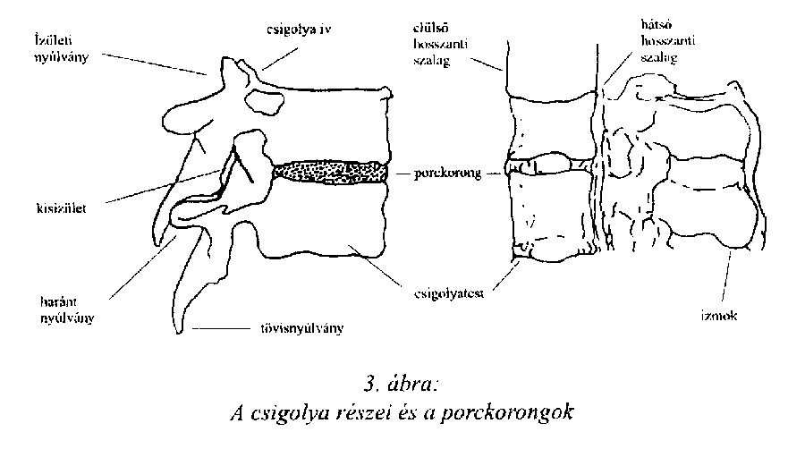 Gerinc csípőízületi fájdalma