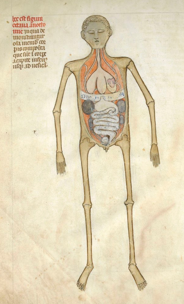 Guido da Vigevano, 14. századi orvos "anatómiai ábrája"