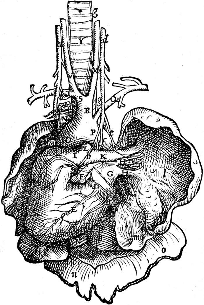 Fametszet (Vesalius, 1543)